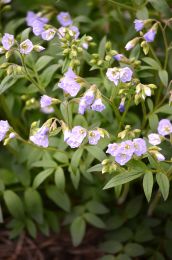 Polemonium reptans